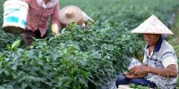 مسیر کشاورزی چین به سرمایه داری