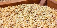 آغاز برداشت جو از مزارع/تمهیداتی برای پرداخت دسترنج گندمکاران