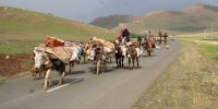 توزیع هوشمند نهاده دامی، سوخت و کالا به عشایر کشور