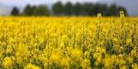 ایجاد زیرساخت فروش کنجاله کلزا، سورگوم و ترتیکاله در بازارگاه