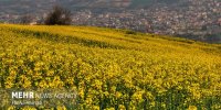 ۹۷۰ میلیارد تومان از مطالبات کلزاکاران پرداخت شد