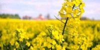 خرید تضمینی کلزا در خوزستان به پایان رسید