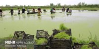 اعزام کاروان ترویجی دانش پایه به شالیزارهای گیلان
