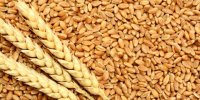 خرید تضمینی ۳۸ هزار تن گندم