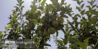توسعه همکاری ایران و هند در حوزه سرمایه‌گذاری خارجی در کشاورزی