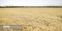 افتتاح ۱۵۲۶ طرح به مناسبت هفته جهاد کشاورزی