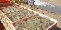 ۴۰۱ مزرعه پرورش میگو در استان بوشهر فعال است