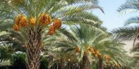 جابجایی پاجوش درخت خرما ممنوع است/سرخرطومی حنایی در کمین نخل ها