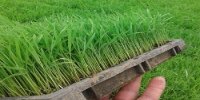 ریل‌گذاری جدید سازمان تات برای تحقق کشاورزی دانش بنیان