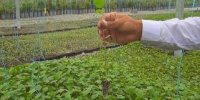 قیمت چای خشک داخلی متناسب با افزایش هزینه‌های تولید است