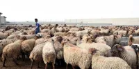 تعداد دام سبک ۱.۷ درصد کاهش یافت