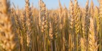 قیمت تضمینی خرید گندم؛ پرونده‌ای که هنوز باز است