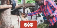 ماجرای واردات دام زنده از آفریقا برای جبران کمبود دام کشور