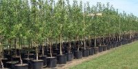 اجرای طرح آبیاری هوشمند در نهالستان های کشور