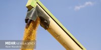 خرید گندم از مرز ۱۰۰ هزار میلیارد تومان گذشت