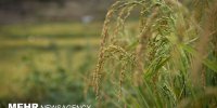 به بار نشستن ۶۵ درصد از خوشه های برنج در شالیزارهای شفت