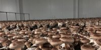 قارچ هایی با خاصیت درمانگر اما ناشناخته در ایران