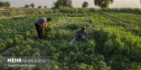 تعمیق روابط ایران و فائو در حفظ و مدیریت پایدار منابع آب و خاک