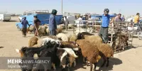 نکات بهداشتی سازمان دامپزشکی به مناسبت تاسوعا و عاشورای حسینی
