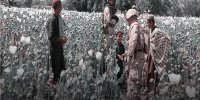 تهدید جدی تغییرالگوی کشت در افغانستان و رشد تولید موادمخدر مصنوعی