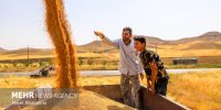 ۹۰۰ میلیارد تومان مطالبات کشاورزان استان سمنان واریز شد