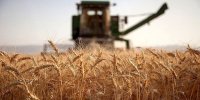 خرید تضمینی گندم به مرز ۹ میلیون تن رسید