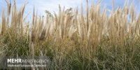 نگهداری بیش از ۶هزار نمونه در موزه جانورشناسی موسسه گیاه پزشکی