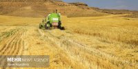 ۳۲۰ هزار و ۸۲۲ تن گندم در آذربایجان شرقی خریداری شد