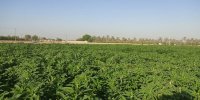 افتتاح ۴۳ طرح با اشتغال زایی ۲۰۷۰ نفر در هفته دولت