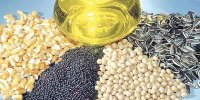 کاهش ضریب وابستگی دانه‌های روغنی در دستور کار است