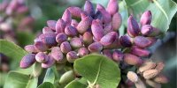 صادرات ۱۱۰ میلیون دلاری پسته در ۵ ماه نخست سال