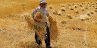 خرید نسیه گندم با وعده نقد