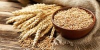 هزینه تولید گندم بهار امسال چقدر بود؟