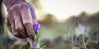 توقف عرضه زعفران سال گذشته به نفع زعفران کاران
