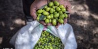 برداشت نوبرانه طلای سبز در جنوب گیلان