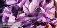افزایش ۵۲ درصدی صادرات زعفران در ۵ ماه