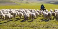 افزایش بهره‌وری و درآمد عشایر با اجرای طرح تولید قراردادی