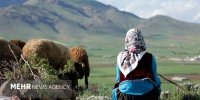 دشت می‌خواند به تدوین رسید/ حمله گرگ و تصمیم دختر چوپان