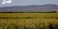 تهرانگرد سراغ کشاورزی دانش‌بنیان می‌رود