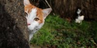 زنی که ۱۵۰ گربه در خانه نگه می‌دارد!/ کندن پوست حیوان برای مزون