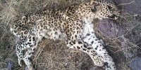 پیدا شدن لاشه پلنگ در ارتفاعات روستای حصار تربت حیدریه