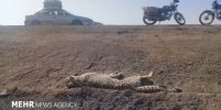 یوز تلف شده ماجراد بود/ اعلام تایید بارداری بعد از کالبدشکافی
