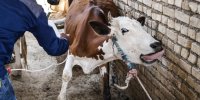 ۵۴۰ هزار راس دام در اصفهان علیه تب برفکی رایگان واکسینه شدند
