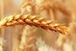 رئیس بنیاد ملی گندمکاران: نرخ پیشنهادی خرید تضمینی گندم در سال ۱۴۰۶، کیلویی ۸۵ هزار تومان است