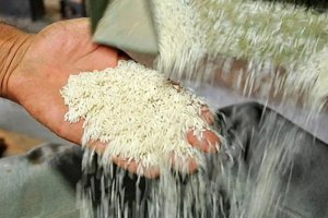 ماجرای ورود برنج‌ آمریکایی به کشور چیست؟