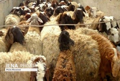 تناقض عجیب بازار گوشت؛ دام ۳۰ درصد ارزان شد، گوشت برای مصرف‌کننده نه!