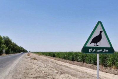 حق عبور در این جاده ها با حیات ‌وحش است | از درّاج و آهو تا یوزپلنگ و میش مرغ