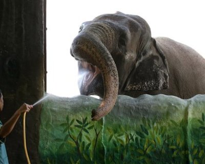 عکس l مرگ غمگین‌ترین فیل دنیا؛ داستان تلخ زندگی مالی!
