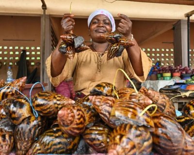 تصاویر | پرورش حلزون‌های غول پیکر در ساحل عاج