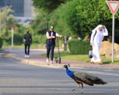 تصاویر | طاووس‌های باشکوه در جاده شیخ زاید دبی